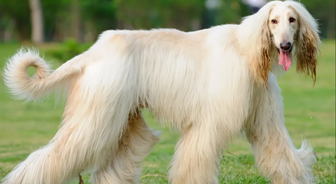 Afghan Hound (Αφγανικός Ιχνηλάτης)