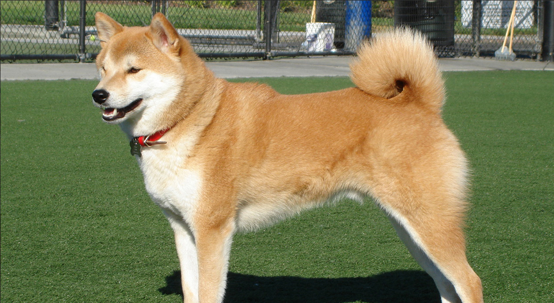 Akita