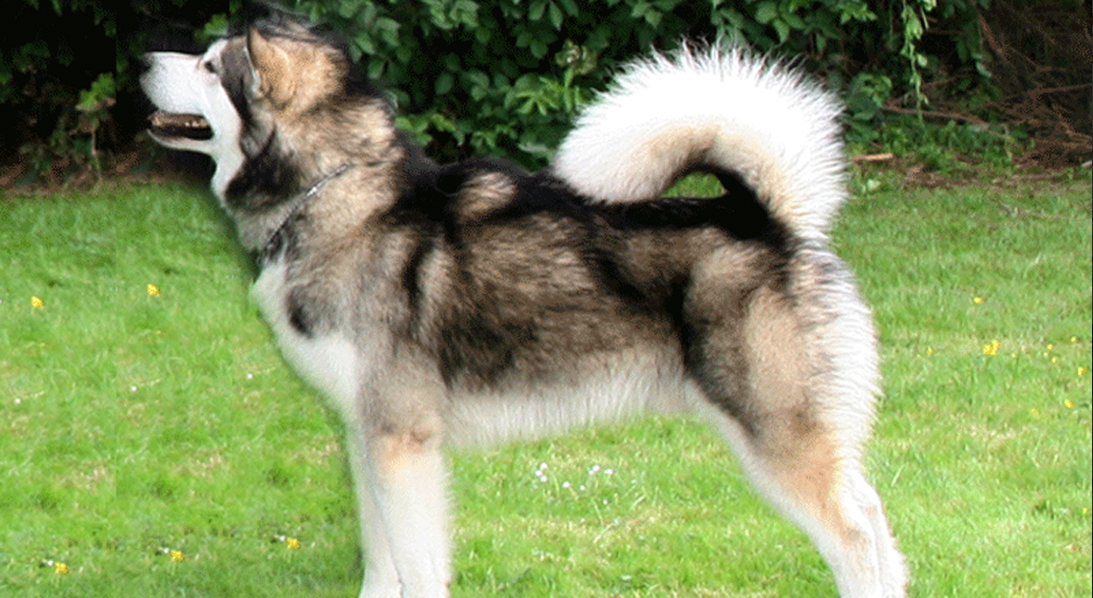 Alaskan Malamute