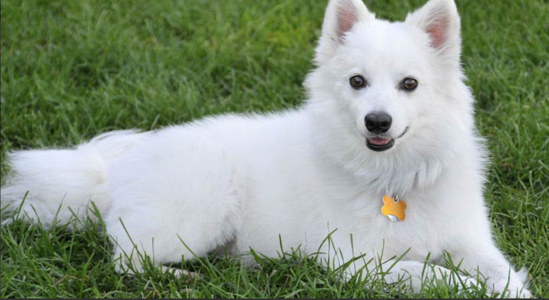 American Eskimo Dog (Αμερικανικό Εσκιμό)