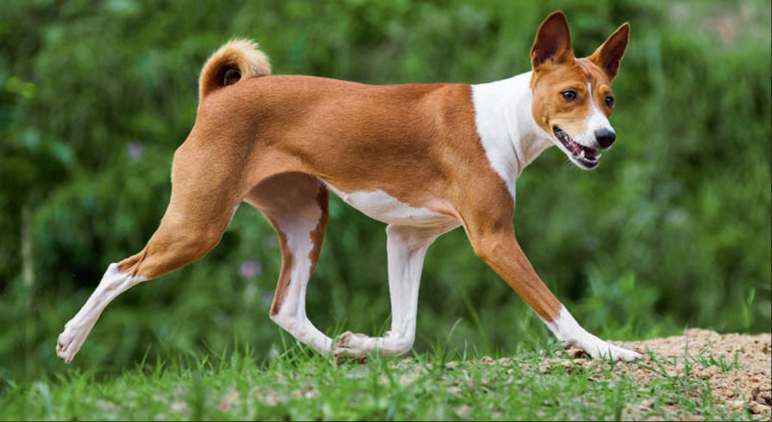 Basenji (Μπασέντζι)