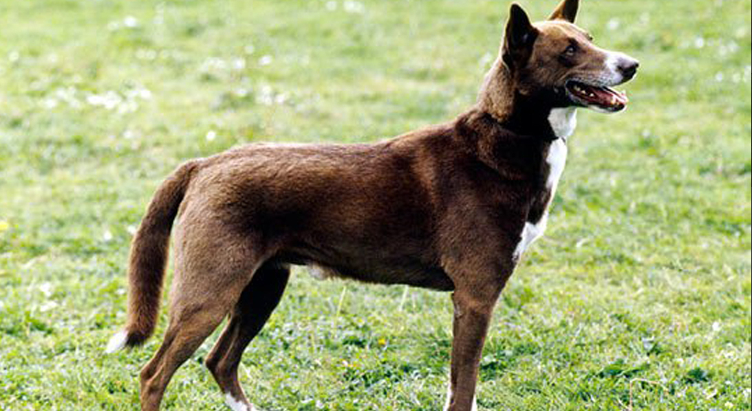 Canaan Dog (Σκύλος της Χαναάν)