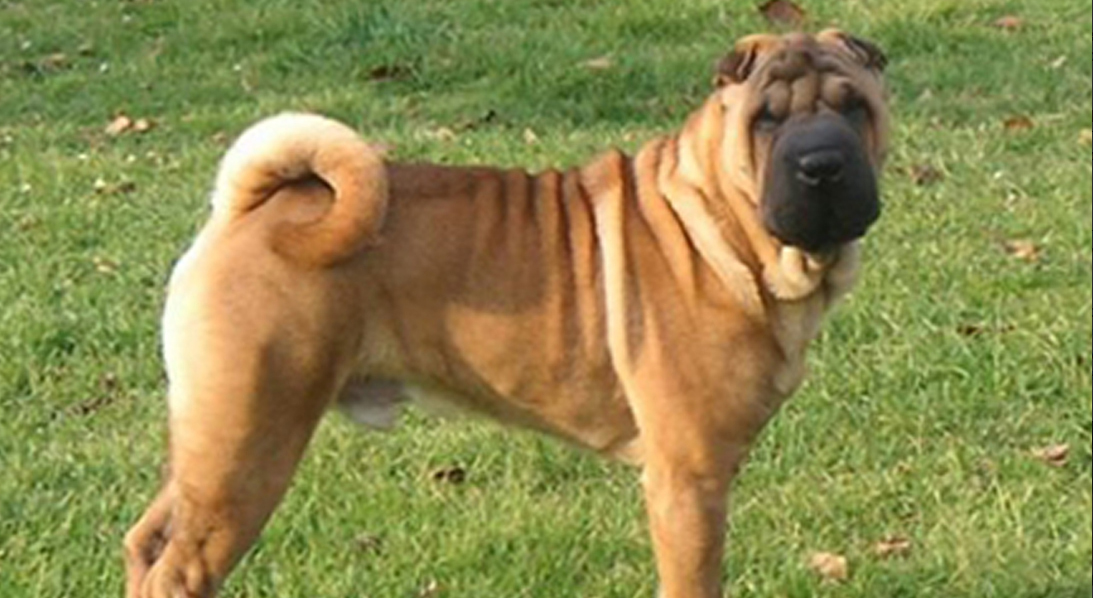 Chinese Shar-Pei (Σαρ Πέι)