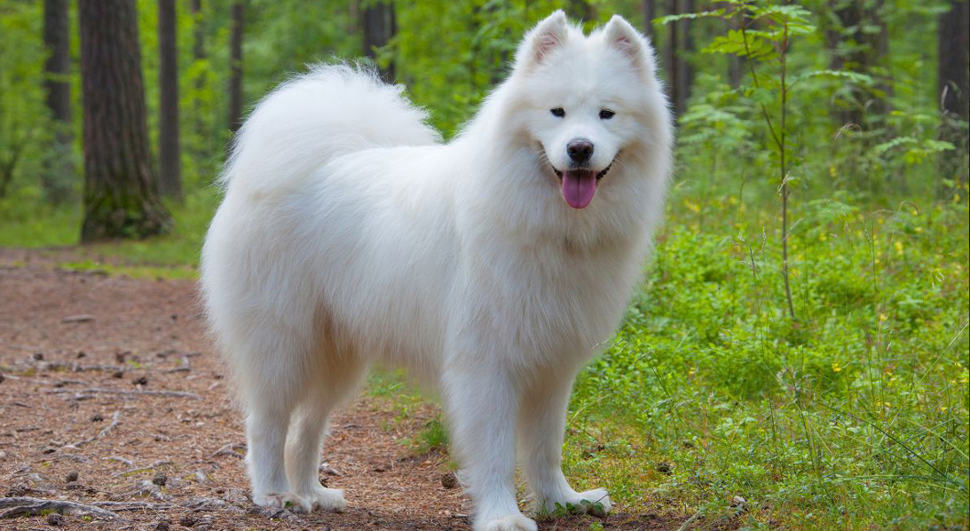 Samoyed (Σαμογέντ)