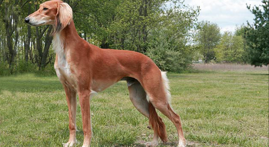 saluki