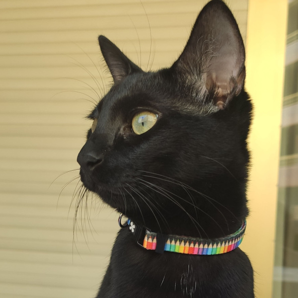 vetcheckstore_max_molly_crayons_cat_