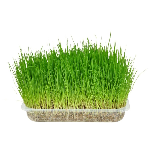 vetcheckstore_cat_grass_flamingo_